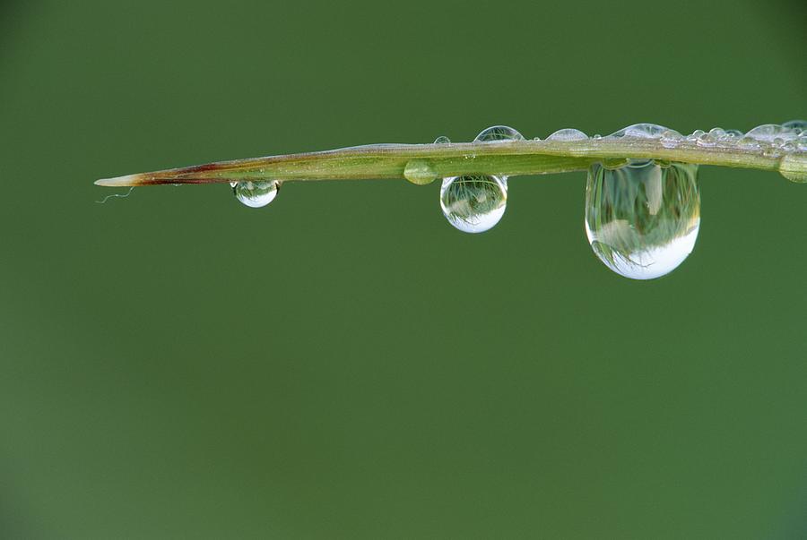 Dew Drops On Grass Photograph by Nhpa