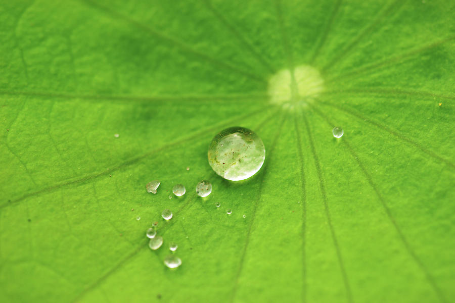 Dew Drops On Lotus Leaf Photograph by Copyright By Patricklee