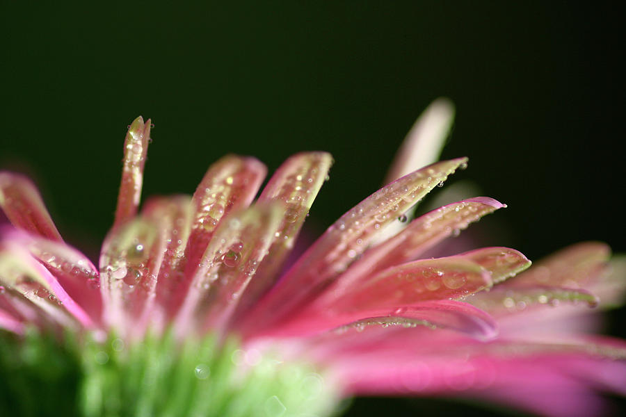 Dew Drops On Petals Photograph by Adriana Casellato