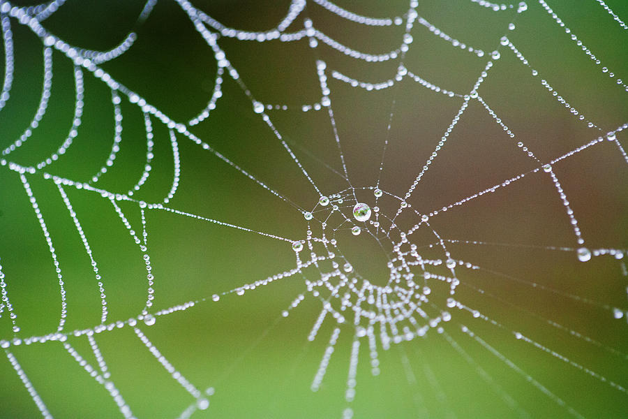 Dew Drops On Spider Web Photograph by Anna Henly