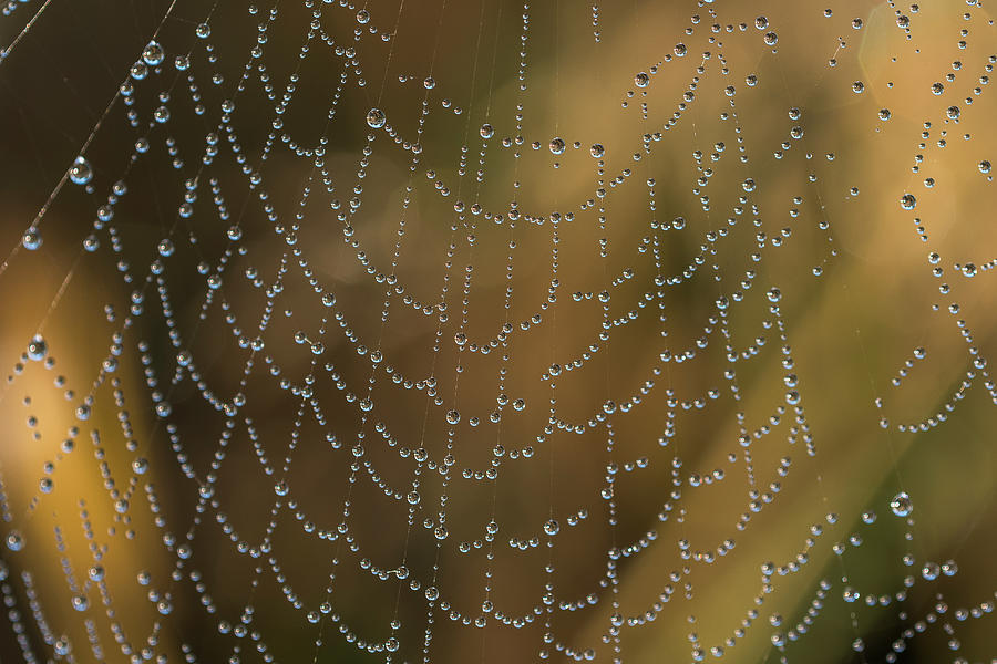 Dew Drops on Web Photograph by Robert Potts