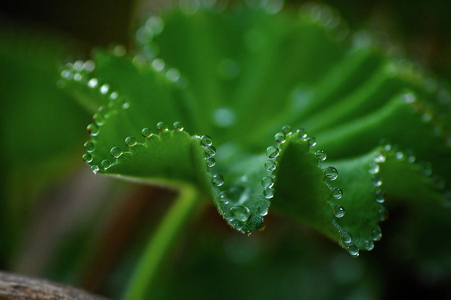 Dew Drops Photograph by Pamela Long
