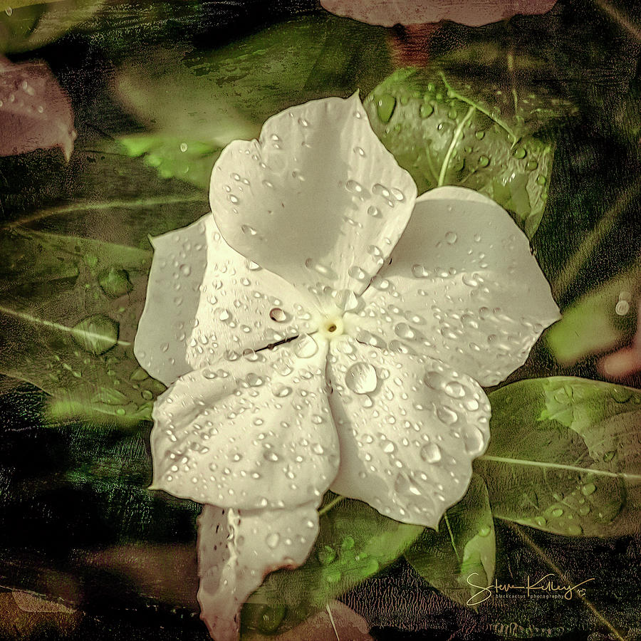 Dew Flower by Steve Kelley Dew Flower by Steve Kelley