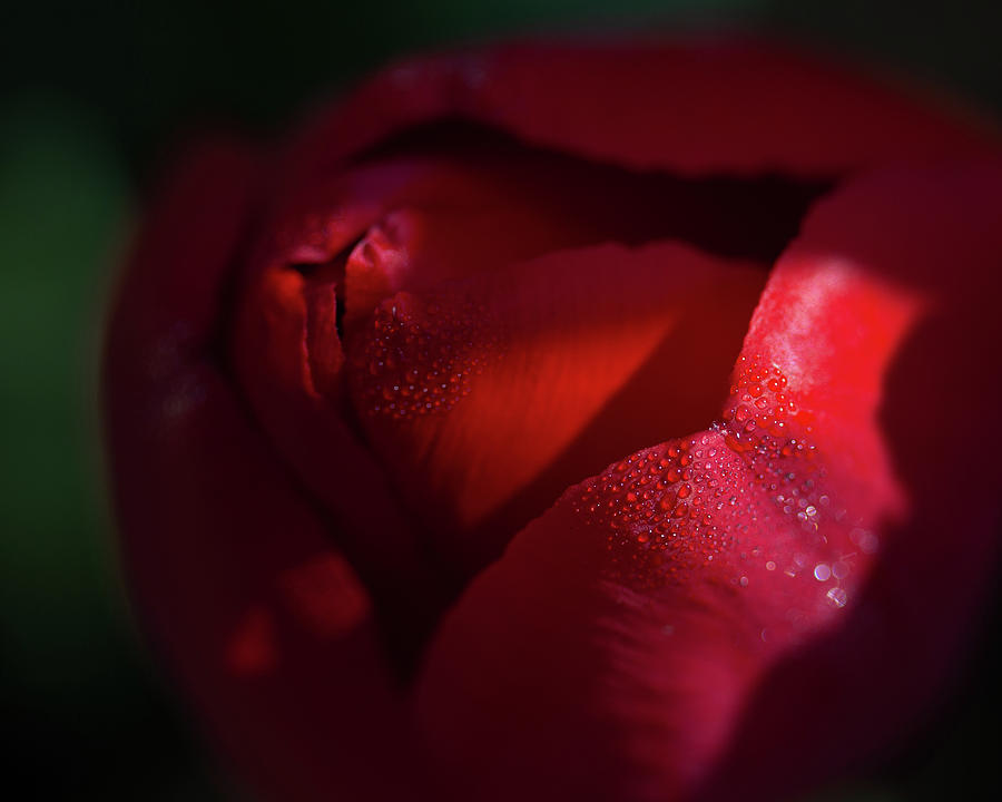 Dew Kissed Tulip Photograph by Lauri Novak