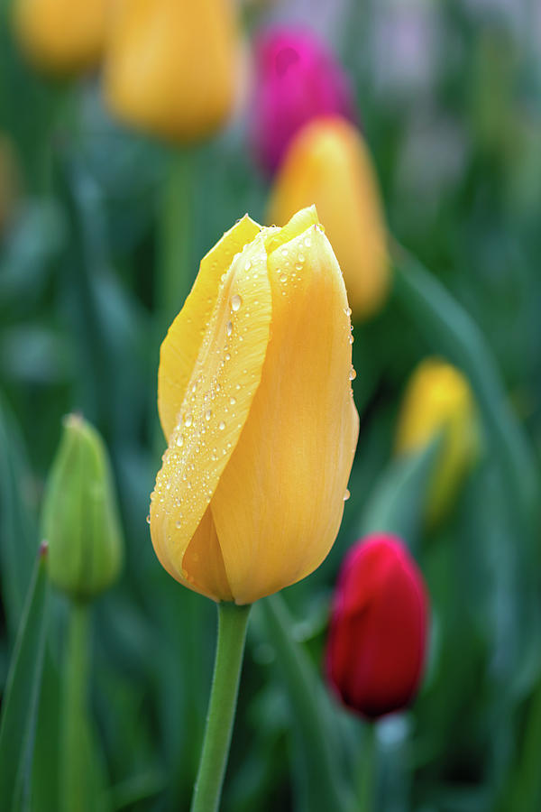 Dew Kissed Tulips Photograph by Jack Clutter