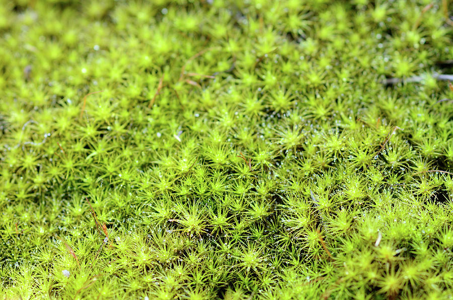 Dew Moss Photograph by Pinkforest