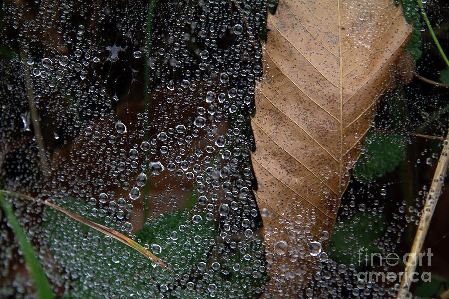 Dew Of Renewal by Agnieszka Ledwon Dew Of Renewal by Agnieszka Ledwon