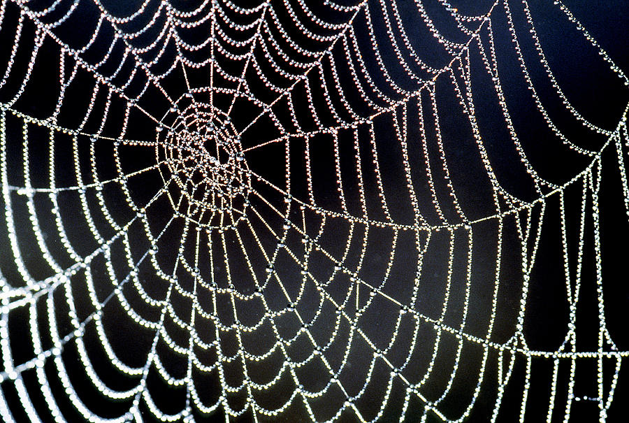 Dew On A Spiders Web Photograph by Michael Lustbader