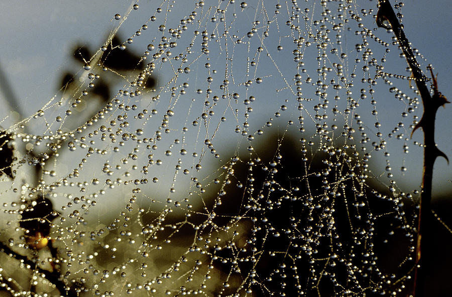 Dew On A Spiders Web Photograph by Nigel Cattlin