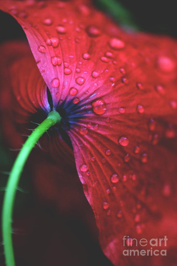 Dew On Close-up Of Red Flower Photograph by Eszter Lisztes