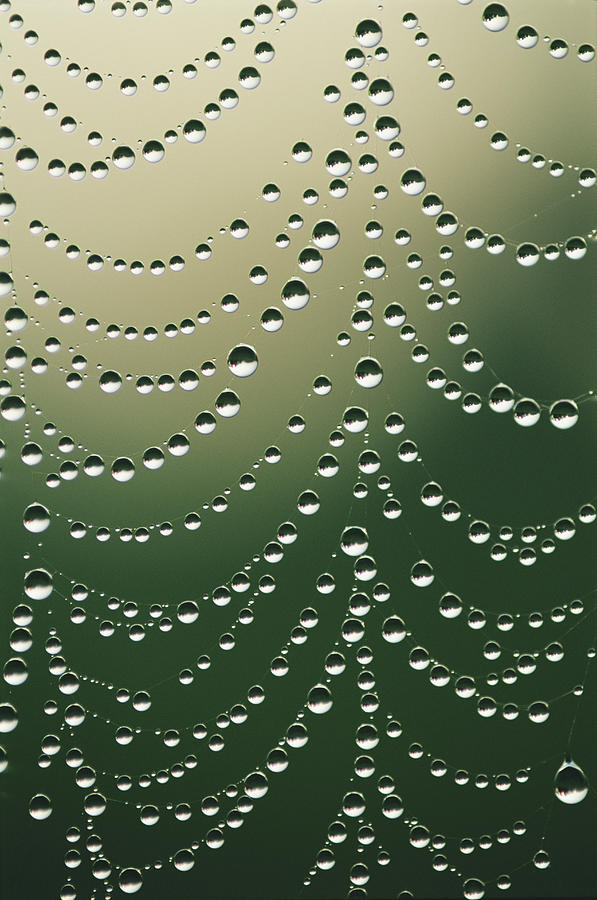 Dew On Spider Web Photograph by Tony Sweet