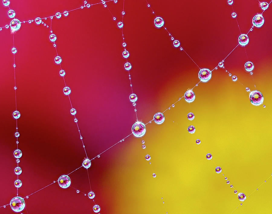 Dew on Web in Flower Garden Photograph by Denise Saldana