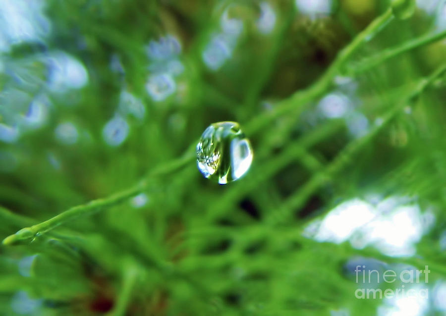 Dewdrop Reflection Photograph by D Hackett
