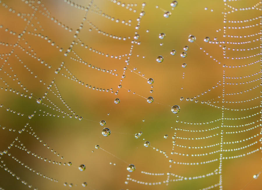 Macro Photograph - Dewdrops On A Cobweb by Elaine Henshaw