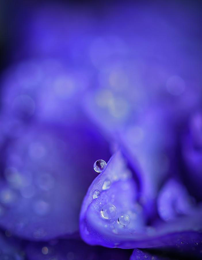 Dewdrops on a Violet  Photograph by Kristen Wilkinson