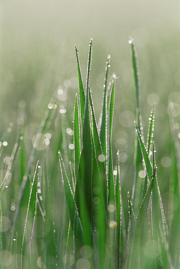 Dewdrops On Blades Of Grass Photograph by Martin Ruegner