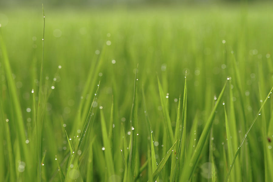 Dewdrops On Rice Photograph by Copyright By Patricklee