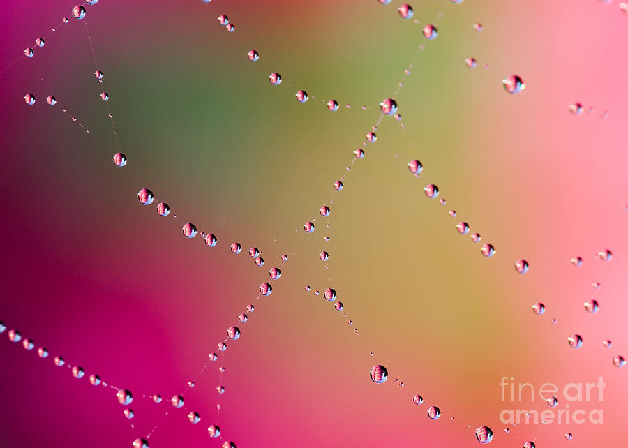 Dangerous Photograph - Dewdrops On Spider Web With Colorful by Anna Diederich Dangerous Photograph - Dewdrops On Spider Web With Colorful by Anna Diederich