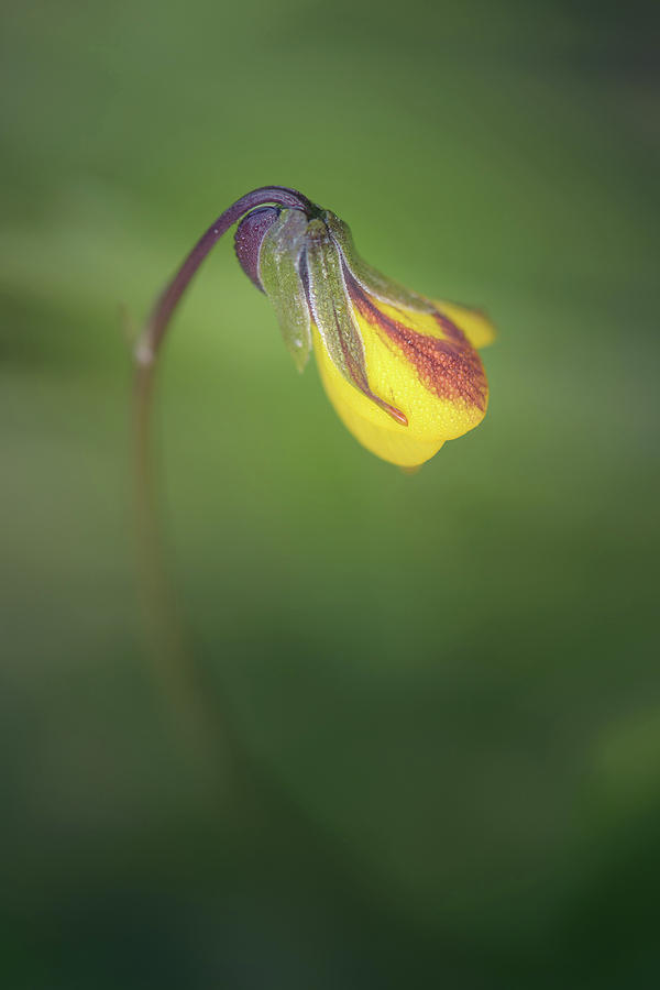 Dewdrops on Viola pedunculata Photograph by Alexander Kunz