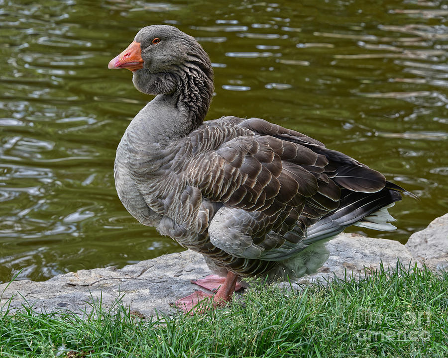 Dewlap Toulouse Goose Photograph