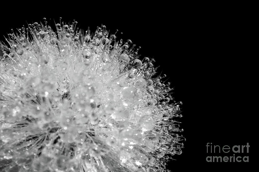 Dewy dandelion, black and white Photograph by Delphimages Photo Creations