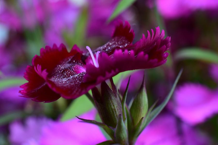 Dewy Dianthus Photograph by Jimmy Chuck Smith