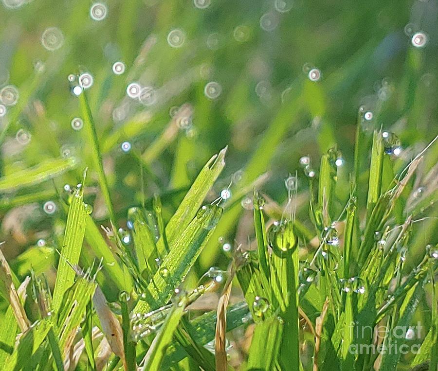 Dewy grass 2 Photograph by Marie-Elaina Reichle HCA CPhT - Fine Art America