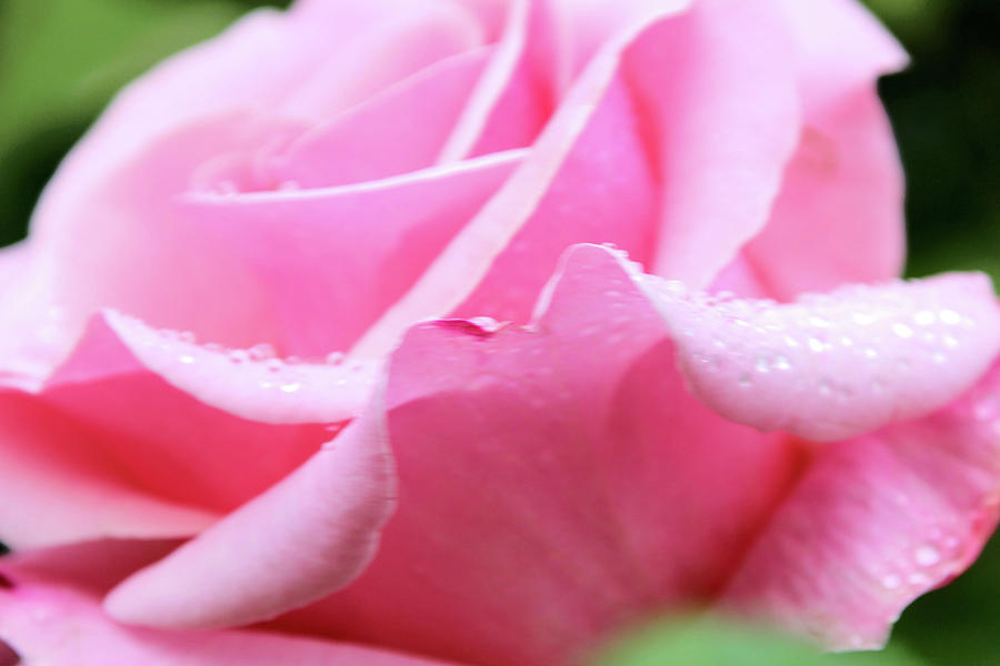 Dewy Pink Rose Photograph by Cathy Anderson