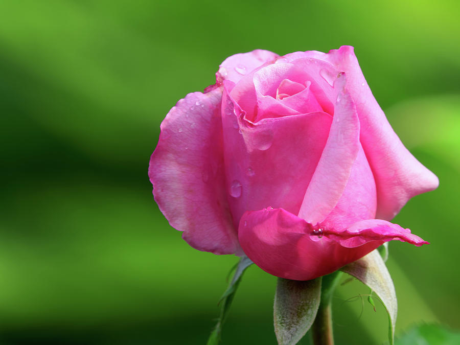 Dewy Pink Rose Photograph by Jill Nightingale | Fine Art America