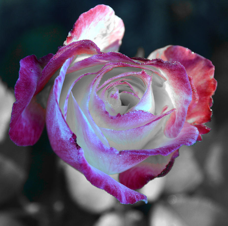 Dewy Rose by SimplyCMB Dewy Rose by SimplyCMB