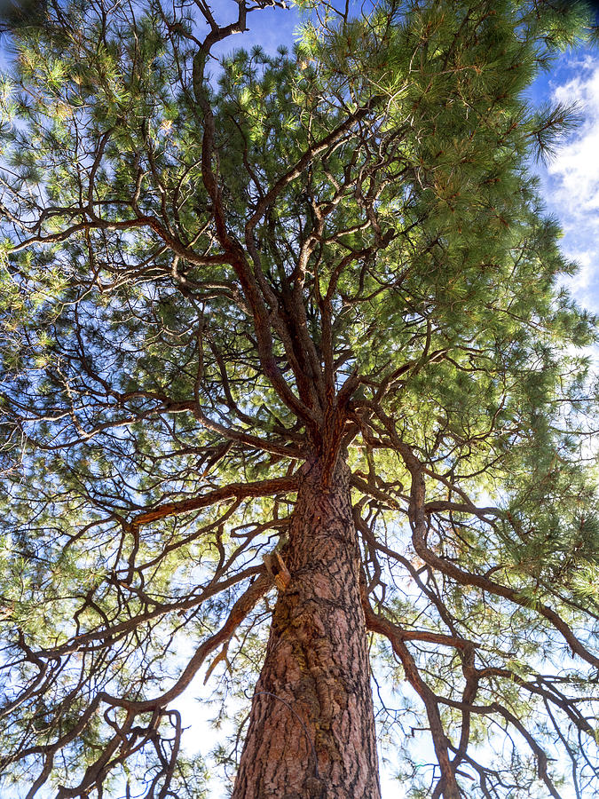 D.  H.  Lawrence Tree Photograph by Joe Schofield