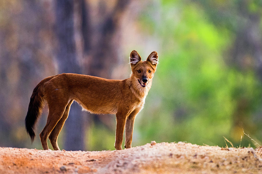 Dhole Cuon Alpinus Standing And Looking Photograph by Panoramic Images