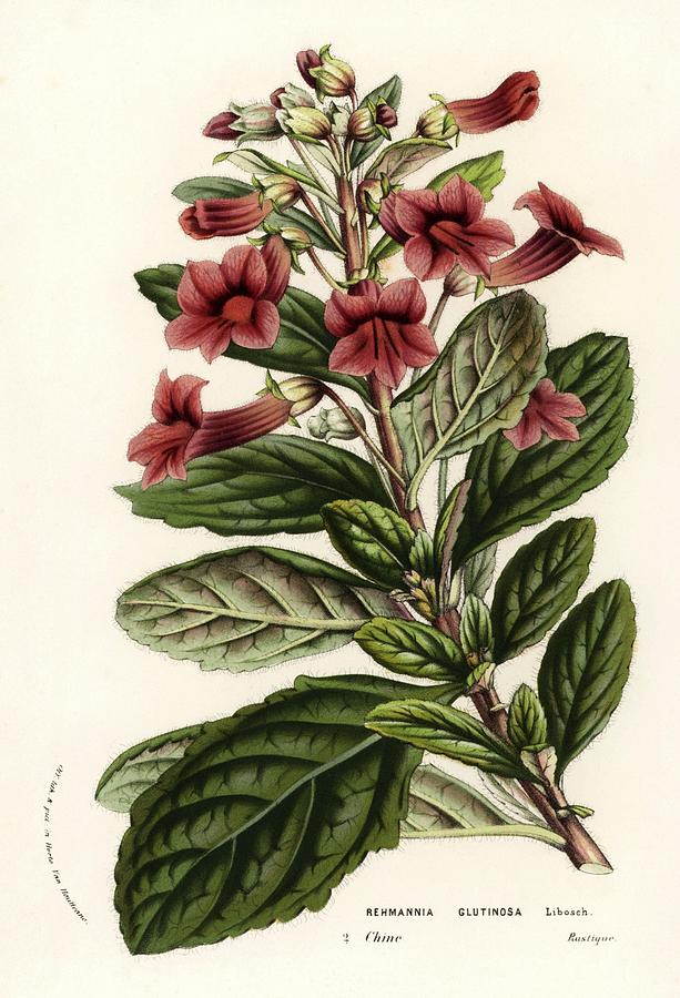 Di huang, Rehmannia glutinosa. Flowers of the Gardens and Hothouses of Europe, Ghent, Belgium. Drawing by Album Di huang, Rehmannia glutinosa. Flowers of the Gardens and Hothouses of Europe, Ghent, Belgium. Drawing by Album