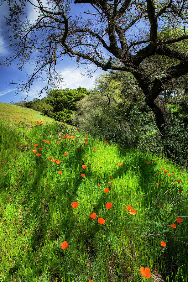 Diablo Poppin Photograph by Vincent James Diablo Poppin Photograph by Vincent James