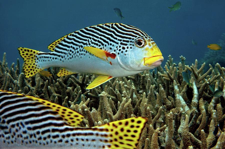 Diagonal Banded Sweet Lips In Great Photograph by James R.d. Scott Diagonal Banded Sweet Lips In Great Photograph by James R.d. Scott