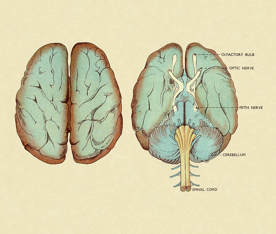 Vintage Drawing - Diagram of Brain by CSA Images