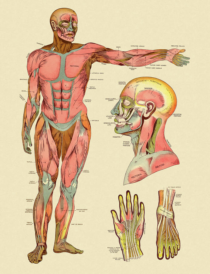 Vintage Drawing - Diagram of Front Muscles of Human Body by CSA Images