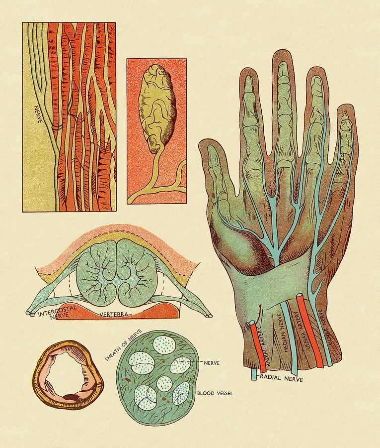 Vintage Drawing - Diagram of Hand Nerves and Arteries by CSA Images