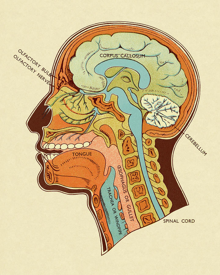 Vintage Drawing - Diagram of Head and Neck by CSA Images
