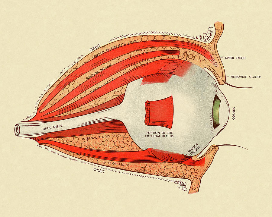 Vintage Drawing - Diagram of Human Eye by CSA Images