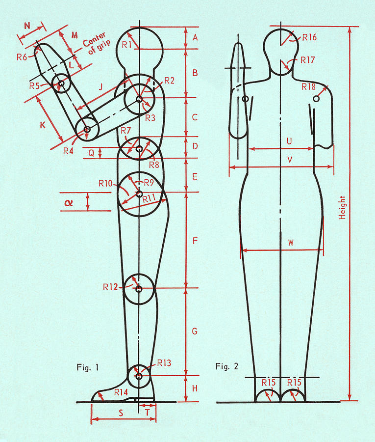 Science Fiction Drawing - Diagram of Human Figure by CSA Images