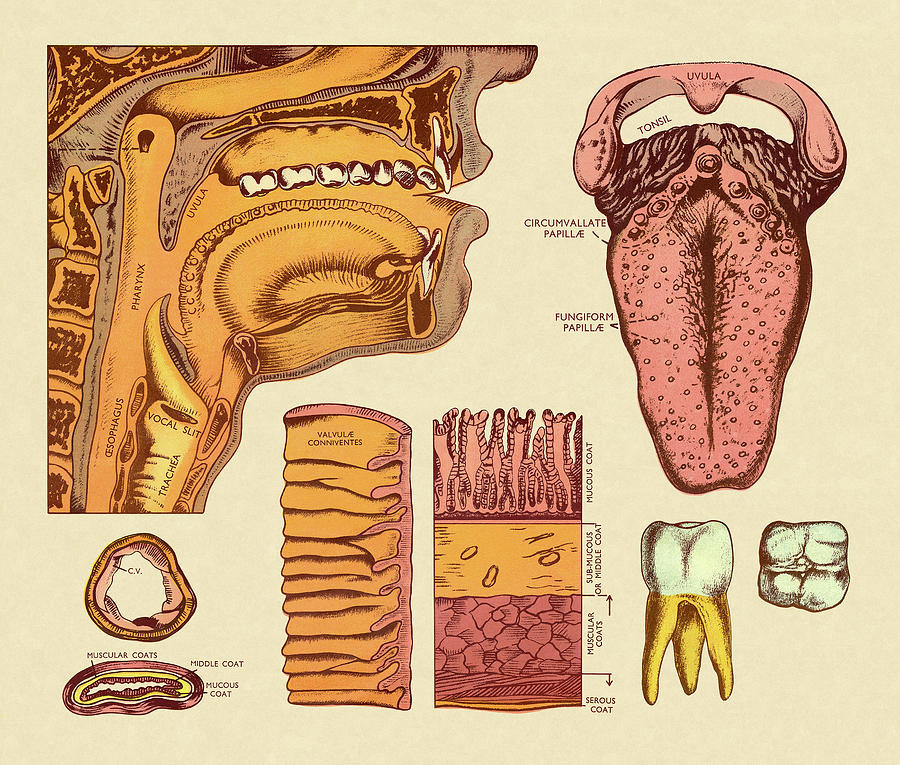 Vintage Drawing - Diagram of Mouth, Esopagus and Tongue by CSA Images