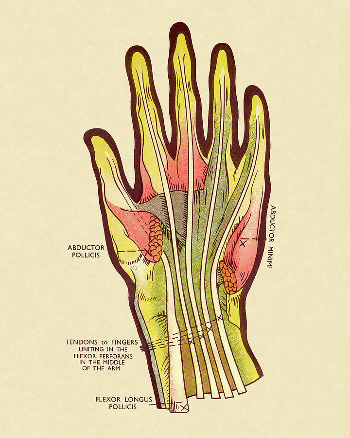 Vintage Drawing - Diagram of Tendons in Hand by CSA Images