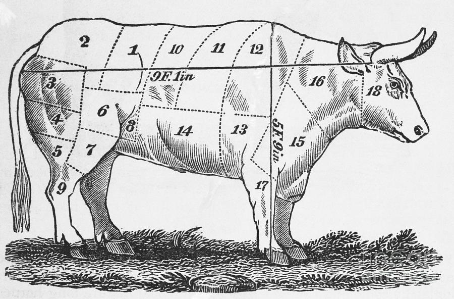 Diagrammed Depiction Of A Cow Photograph by Bettmann