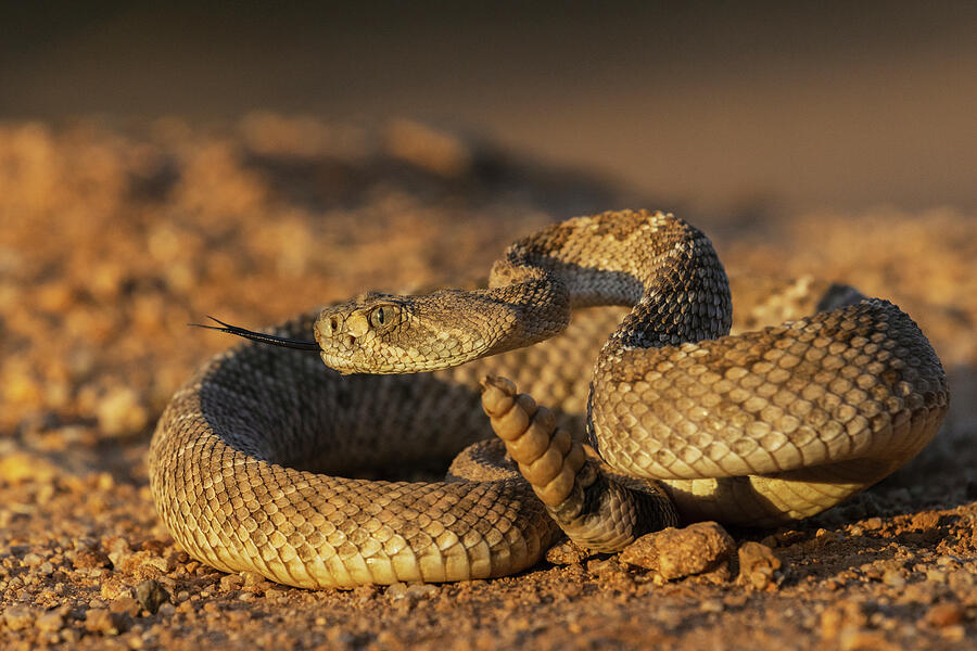 Snake Photograph - Diamond-backed Rattlesnake Sounding by Ken Archer