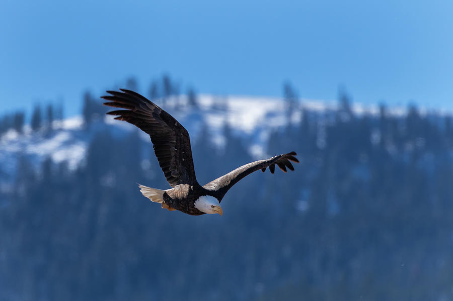 Diamond Mountian and Eagle Photograph by Randy Robbins
