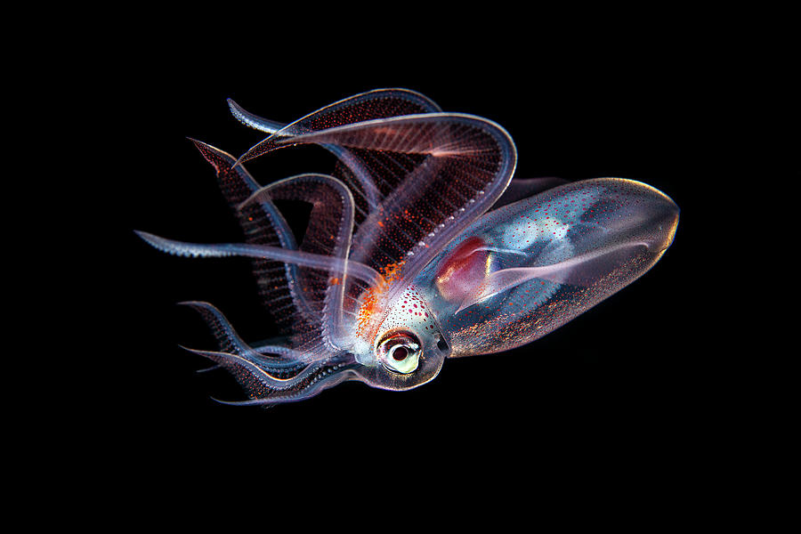 Diamond Squid Photographed At Night, Balayan Bay, Luzon Photograph by ...