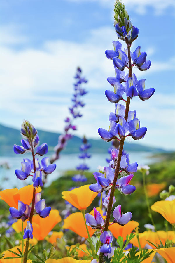 Diamond Valley Lake Wildflowers Photograph by Kyle Hanson