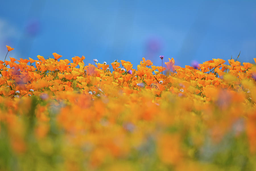 Diamond Valley Poppies Photograph by Kyle Hanson