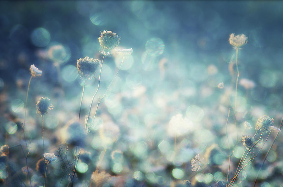Flower Photograph - Diamonds by Stefan Eisele